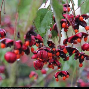 Trzmielina europejska Red Cascade