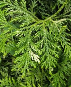 Żywotnikowiec japoński Aurea