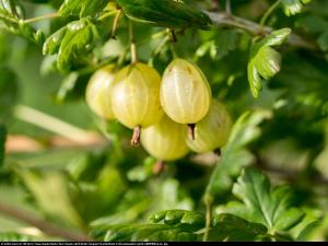 Agrest Hinnonmaki Gelb Ribes uva-crispa Hinnonmaki Gelb ...