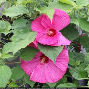 Hibiskus bagienny XXL Luna Rosa