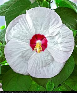 Hibiskus bagienny XXL Luna White Hibiscus moscheutos XXL Luna White...