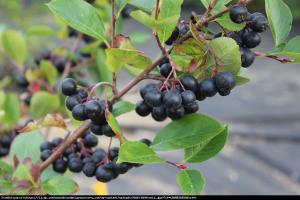 Aronia Viking