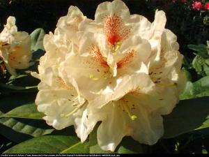 Różanecznik  Goldbukett  Rhododendron  Goldbukett 