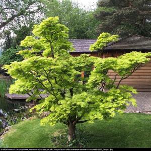 Klon japoński - Shirasawy Aureum Acer palmatum shirasawanum Aureum...