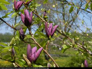 Magnolia Black Beauty