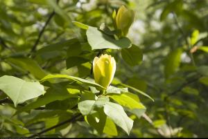 magnolia brooklińska  Yellow Bird ... Magnolia brooklynensis  Yellow Bird ...