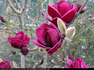 magnolia  Genie  Magnolia soulangeana  Genie 