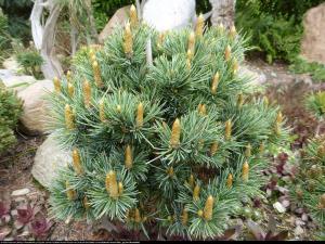 Sosna Oścista Pinus aristata