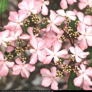 Kalina japońska  Pink Beauty  - różowa pię...