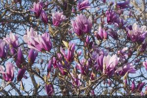 Magnolia Betty