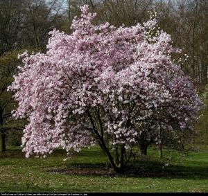 magnolia Loebnera  Leonard Messel 