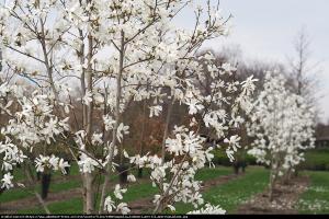 magnolia Loebnera Merrill 