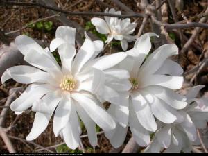 magnolia gwiaździsta  Royal Star 