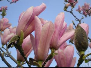 magnolia  Heaven Scent  Magnolia  Heaven Scent 
