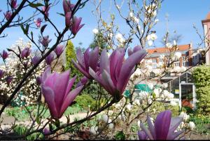 magnolia  Heaven Scent 