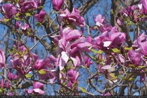 Magnolia  Galaxy 