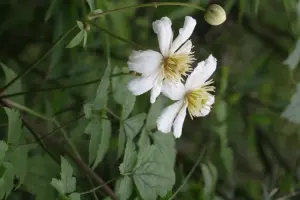 Powojnik Pachnący Paul Farges