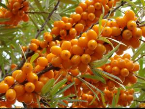 rokitnik samopylny FRIESDORFER ORANGE...