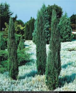 jałowiec skalny  Blue Arrow  Juniperus scopulorum  Blue Arrow ...