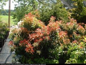 Pieris japoński Forest Flame