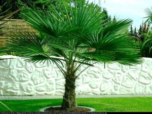 Szorstkowiec Fortunego Palma mrozoodporna-... Trachycarpus Fortunei 