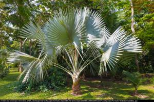 Szorstkowiec Fortunego palma mrozoodporna...