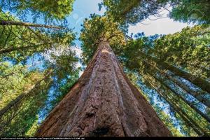 Mamutowiec olbrzymi - sekwoja olbrzymia... Sequoiadendron giganteum
