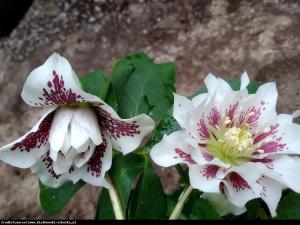 Ciemiernik wschodni Double Ellen Spotted W... Helleborus orientalis Double Ellen Spotted...