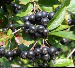 Aronia czarnoowocowa Nero