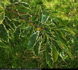 kasztan jadalny variegata Castanea sativa Variegata