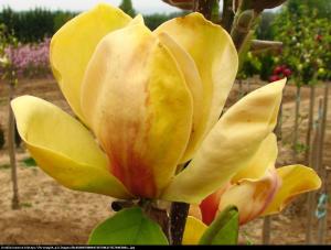 magnolia duża Sunsation Magnolia Sunsation