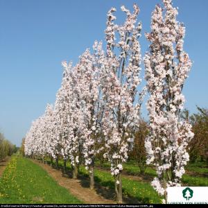 Wiśnia piłkowana Amonagawa Prunus serrulata Amonagawa