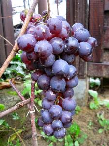 Winorośl winogrono kryzownikowyj Vitis kryzownikowyj