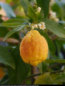 Cytryna Czerowan Limone Rosso drzewko 70cm... Citrus Limon Sanguineum (Limone Rosso)...