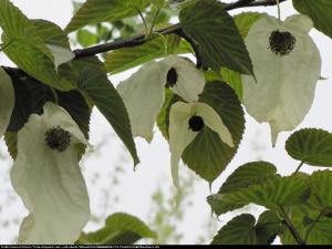 Dawidia chińska Columnar