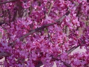 Judaszowiec kanadyjski Lavender Twist - PR... Cercis canadensis Lavender Twist