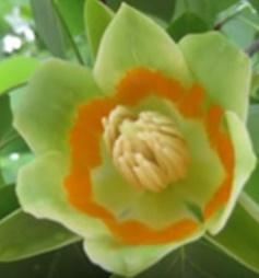 Tulipanowiec amerykański Aureomarginatum... Liriodendron tulipifera Aureomarginatum...