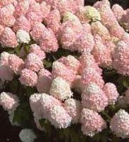 Hortensja bukietowa Magical Sweet Summer... Hydrangea paniculata Magical Sweet Summer...