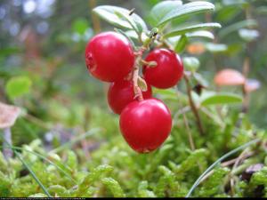 Borówka brusznica Runo Bielawskie