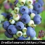 Borówka amerykańska Hortblue Petite -Borówka Balkonowa-ABSOLUTNA NOWOŚĆ NA RYNKU!!!