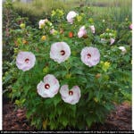 Hibiskus bagienny XXL  Ballet Slippers - dwukolorowe, OGROMNE KWIATY!!!