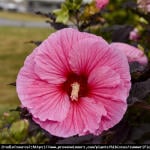 Hibiskus bagienny XXL  Edge of Night - różowe kwiaty z ciemniejszym żyłkowaniem!!!