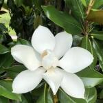 Magnolia wielkokwiatowa 'Gallissonniere' - ZIMOZIELONA, ogromne kwiaty!!!