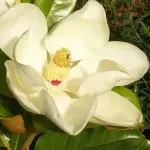 Magnolia wielkokwiatowa 'Gallissonniere' - ZIMOZIELONA, ogromne kwiaty!!!