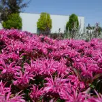 Pysznogłówka Leading Lady Raspberry