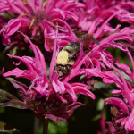 Pysznogłówka Leading Lady Raspberry