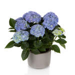 Hortensja Hi Halo - kwitnie pomimo mrozów!!!