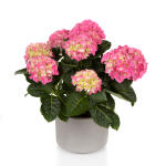 Hortensja Hi Halo - kwitnie pomimo mrozów!!!