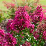 Lagerstrzemia indyjska Berry Dazzle Bez południa