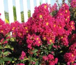 Lagerstrzemia indyjska Berry Dazzle Bez południa